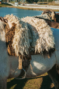 Typical horse saddle made of sheep wool and steel stirrup in a ranch near cambara do sul. brazil.