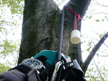 Person standing on tree trunk