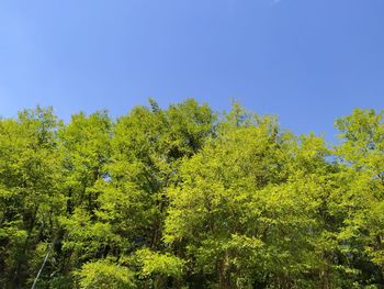 Low angle view of trees against clear blue sky