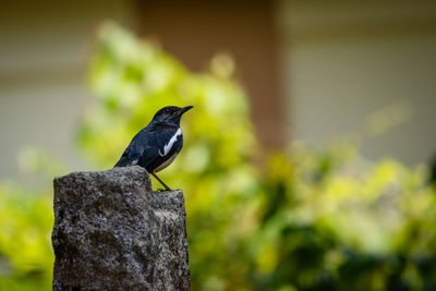 Close-up of bird perching on wooden post