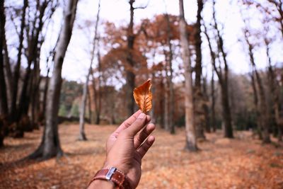 Cropped image of man holding leaf against trees at forest