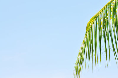 Low angle view of palm leaves against clear sky