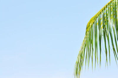 Low angle view of plants against clear sky