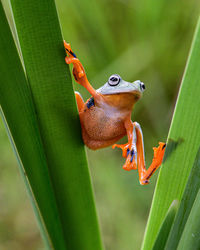 Close-up of tree frog on leaf
