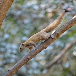 Low angle view of squirrel on tree