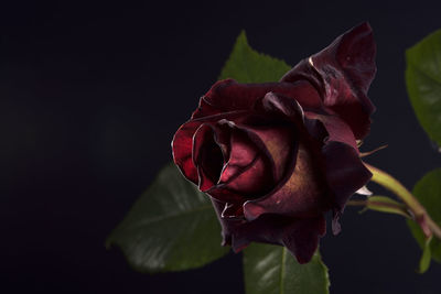 Close-up of red rose against black background