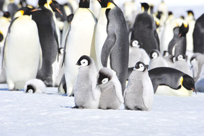 View of birds in snow