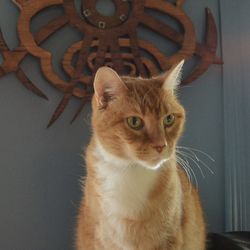 Close-up portrait of cat sitting at home