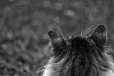 Close-up of a cat