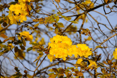 Close-up of yellow flowering plant