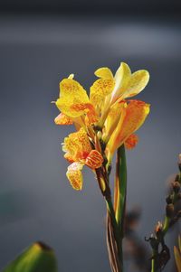 Close-up of yellow flowering plant