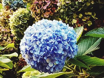 Close-up of hydrangea blooming outdoors