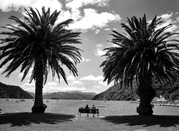 Rear view of people sitting on bench amidst palm trees against sky