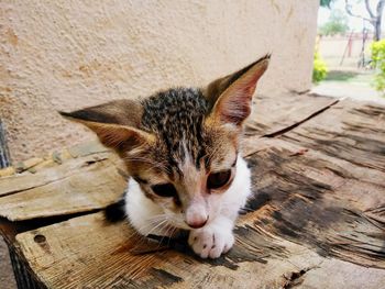 Close-up of kitten on carpet