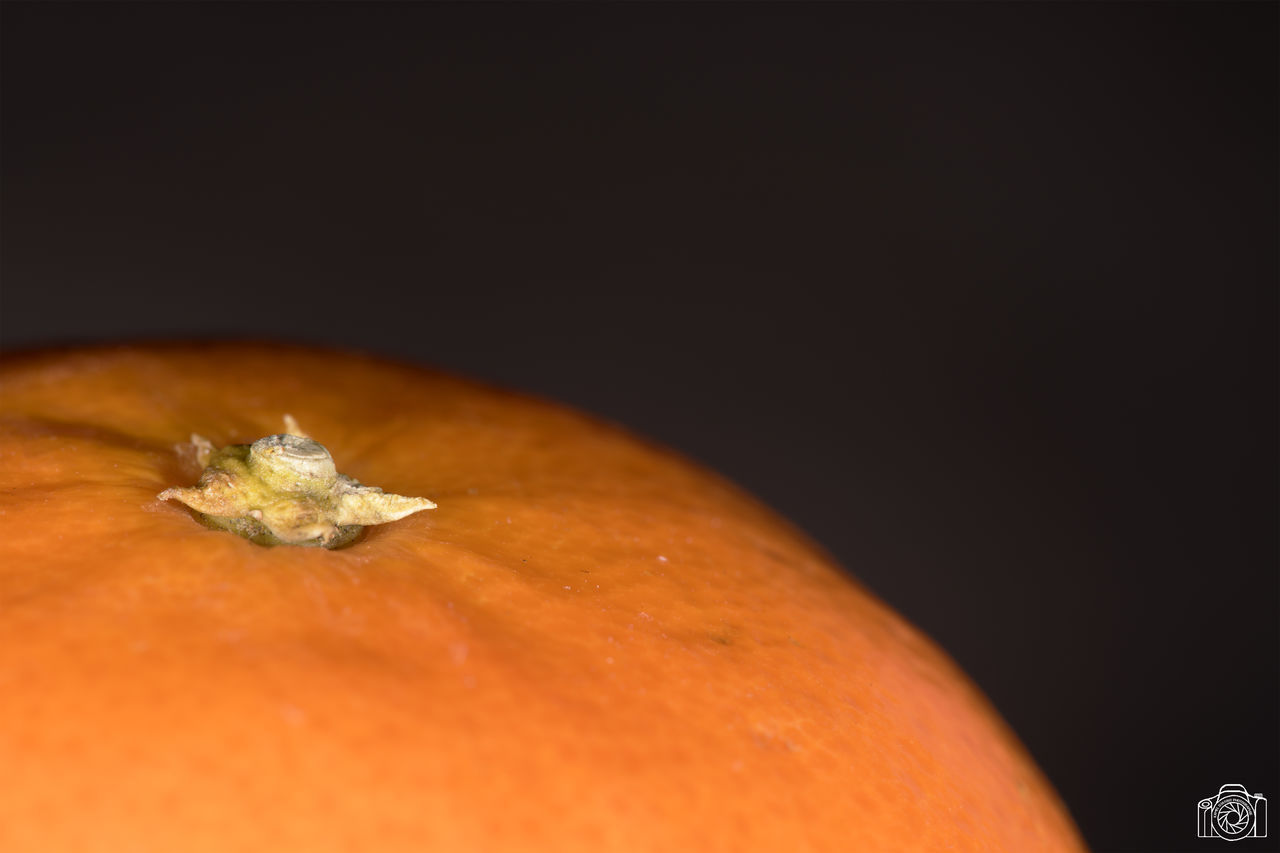 copy space, studio shot, black background, close-up, indoors, food and drink, no people, still life, orange color, food, wellbeing, healthy eating, selective focus, freshness, nature, fruit, one animal, raw food, vegetable, plant, marine