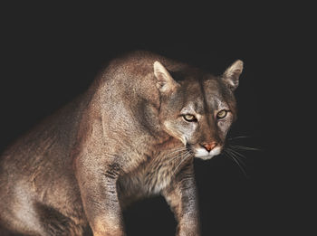 Portrait of animal sitting against black background