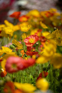 Close-up of red flowering plant