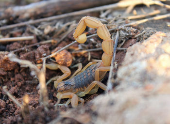 Close-up of crab on ground