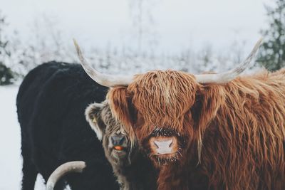Highland cattle standing outdoors in the winter looking at camera while eating 