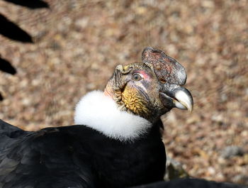 Close-up of a bird looking away