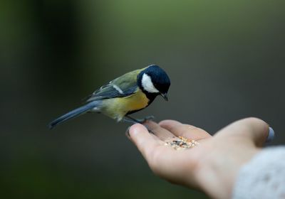 Midsection of person holding bird