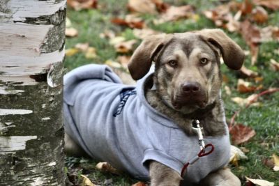 Portrait of dog sitting outdoors