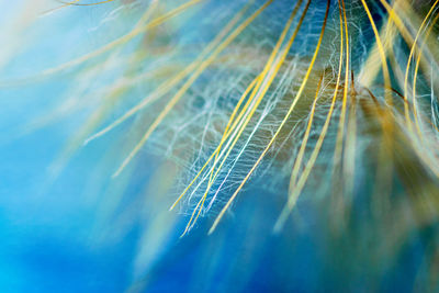 Close-up of dandelion seeds on blurred background, airy and fluffy wallpaper, fluff fragments