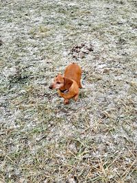 High angle view of dog