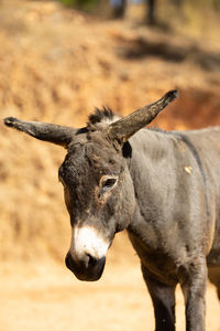 Portrait of donkey