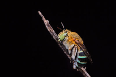 Close-up of insect over black background