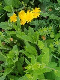 Close-up of yellow flowers