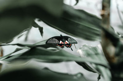 Close-up of butterfly pollinating