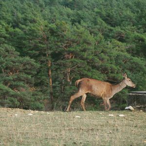 Side view of deer standing on field in forest