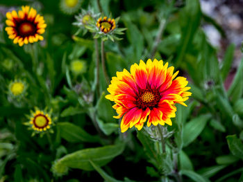 Close-up of gaillardia blooming outdoors