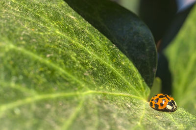 Close-up of insect on leaf