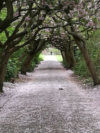 Walkway amidst trees