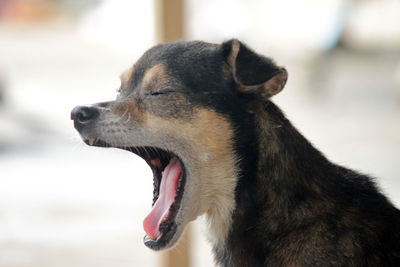 Close-up of dog looking away