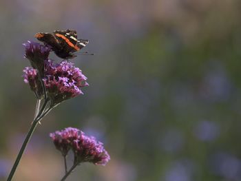 Close-up of bee on purple flower