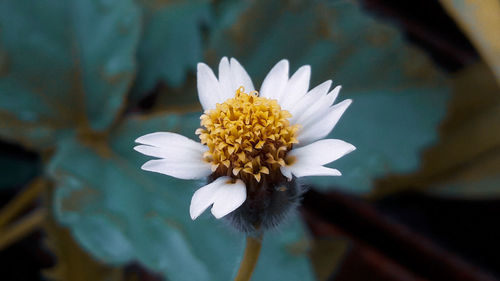 Close-up of white flower