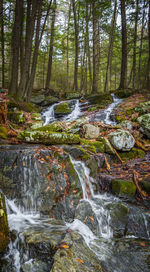 Scenic view of waterfall in forest