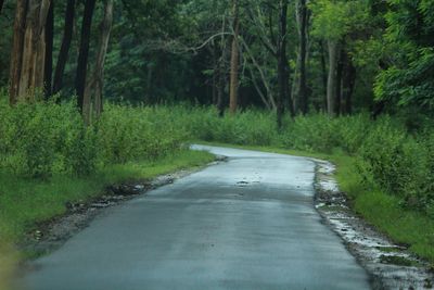 Road amidst trees in forest