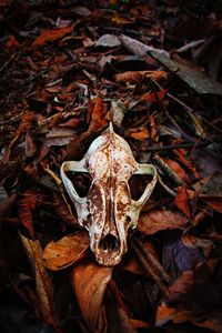 Close-up of animal skull on dry leaves