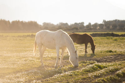 Horse grazing on field