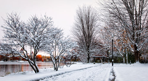 Snow covered bare trees on snow covered landscape