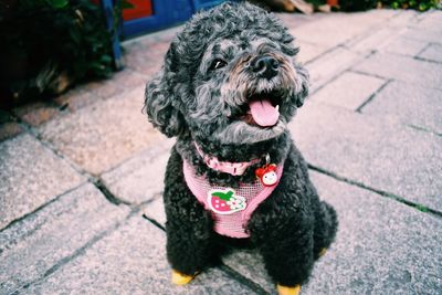 Portrait of a dog