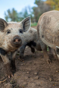 Close-up portrait of pigs