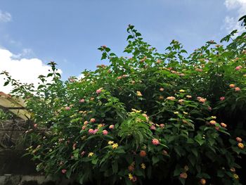 Low angle view of flowering plants against sky