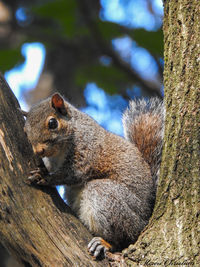 Squirrel on tree trunk