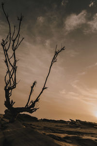 Silhouette bare tree against sky during sunset