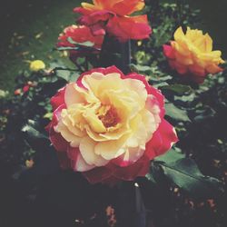 Close-up of yellow rose